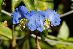 Flor de Santa Lucía/Whitemouth dayflower