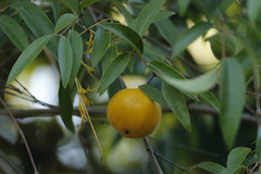 Mandarino/Mandarin tree