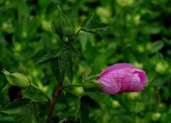 Rosa de río/Striped Rosemallow 