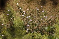 Rosa de río/Striped Rosemallow 