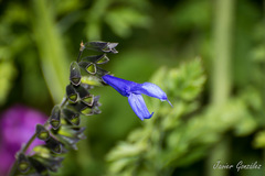 Salvia azul/Blue anise sage