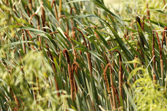 Totora/Cattail