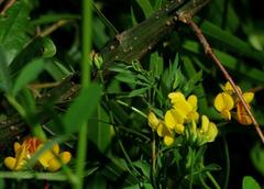 Trébol pata de pájaro/Narrow-leaved bird's foot trefoil