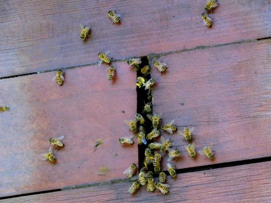 Abeja europea