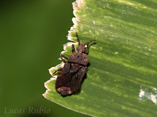 Flat bug