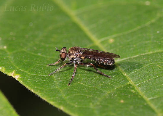Robber fly