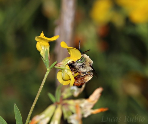 Solitary bee