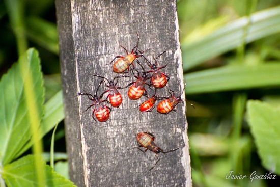 Red Bug