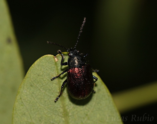 Leaf beetle