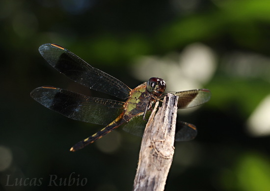 Dragonfly