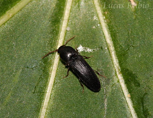 False click beetle