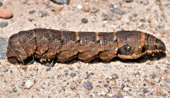Gusano de la parra