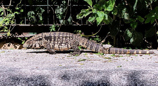 Lagarto overo