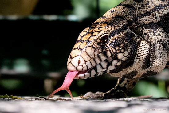 Lagarto overo