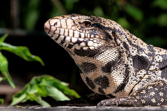 Lagarto overo