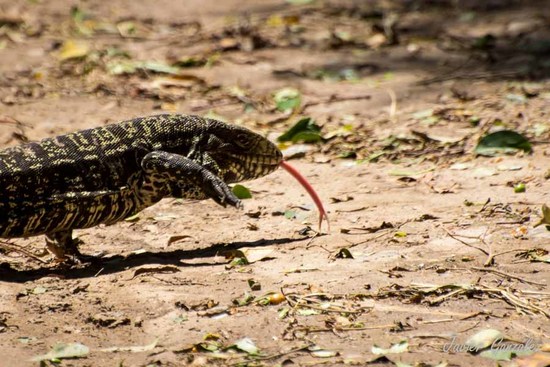 Lagarto overo