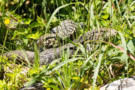 Lagarto overo