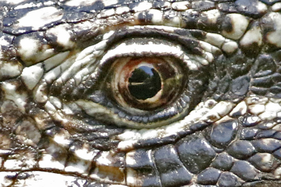 Lagarto overo
