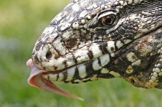 Lagarto overo