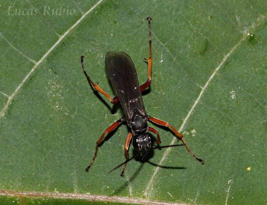 Spider wasp