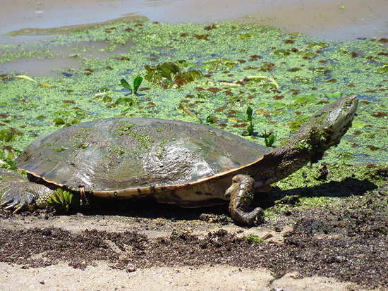 Tortuga de laguna
