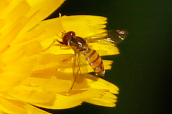 Hoverfly