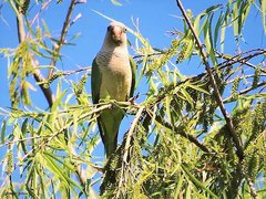 Cotorra/Monk Parakeet