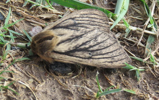 Polilla satúrnida