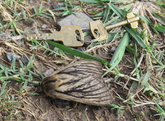 Polilla satúrnida