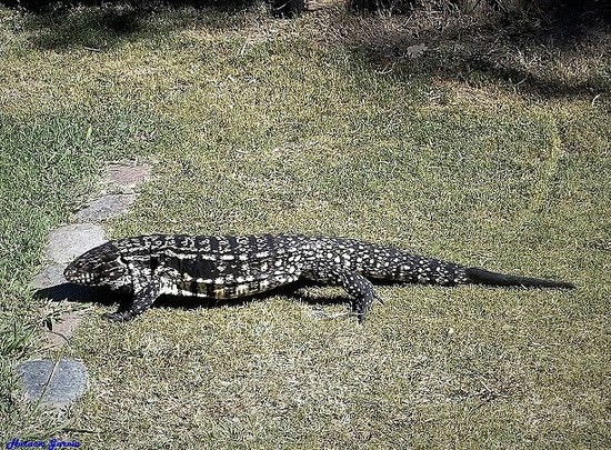 Lagarto overo