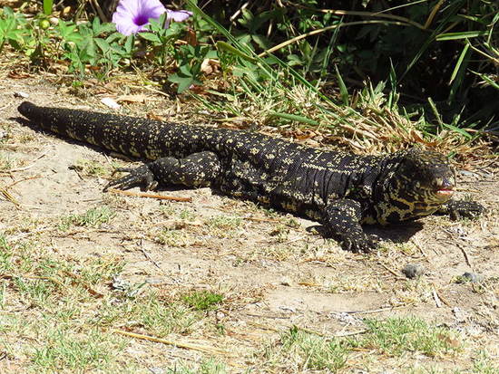 Lagarto overo