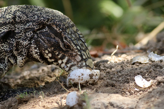 Lagarto overo