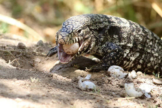 Lagarto overo