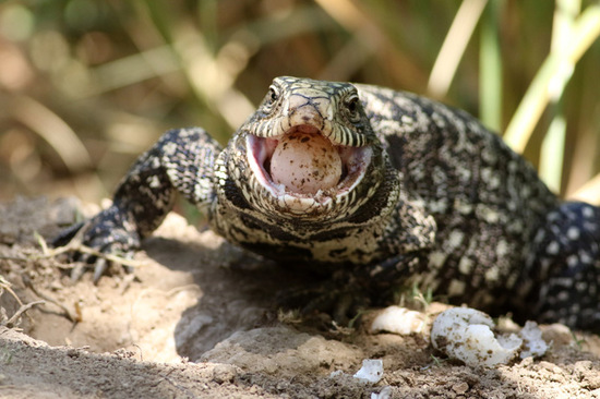 Lagarto overo