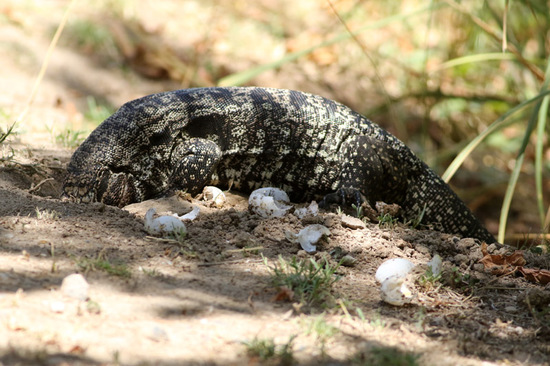Lagarto overo