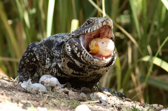 Lagarto overo