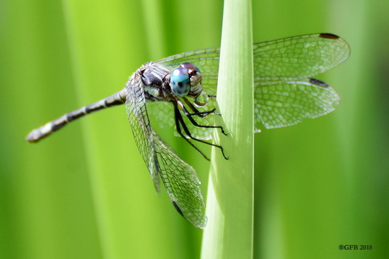 Dragonfly