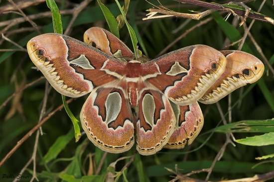 Polilla de las chilcas