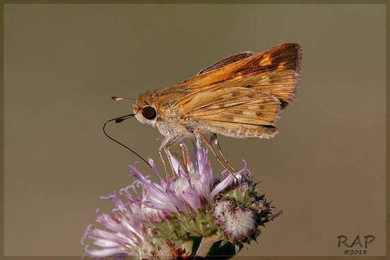 Saltarina amarilla