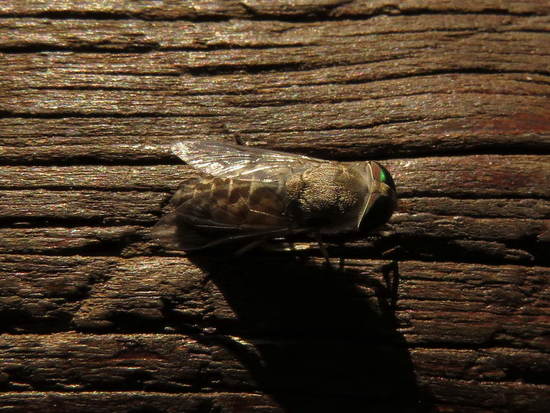 Horse fly