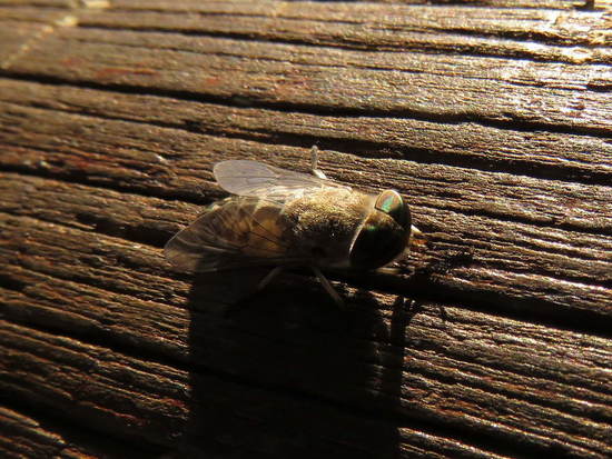 Horse fly