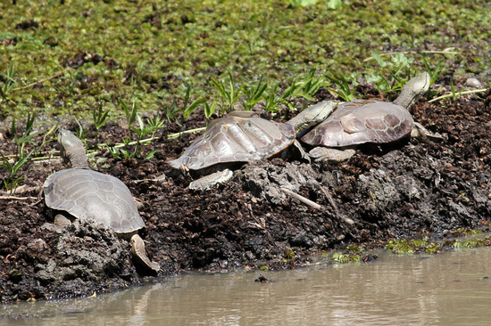 Tortuga de laguna