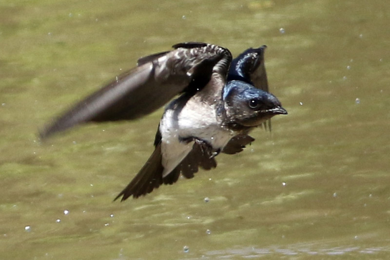 Golondrina doméstica en vuelo