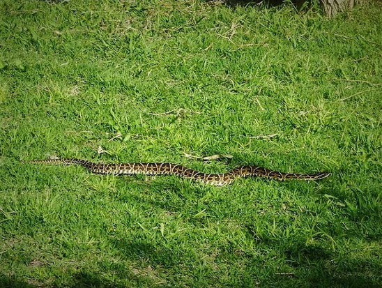 Yarará grande