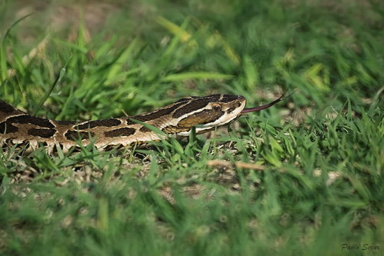 Yarará grande