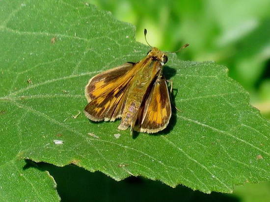Saltarina amarilla