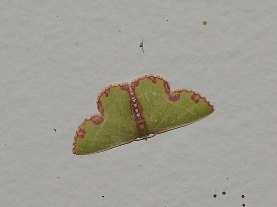 Polilla esmeralda