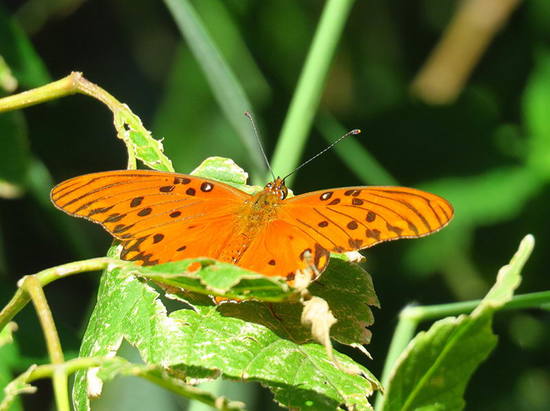 Espejitos