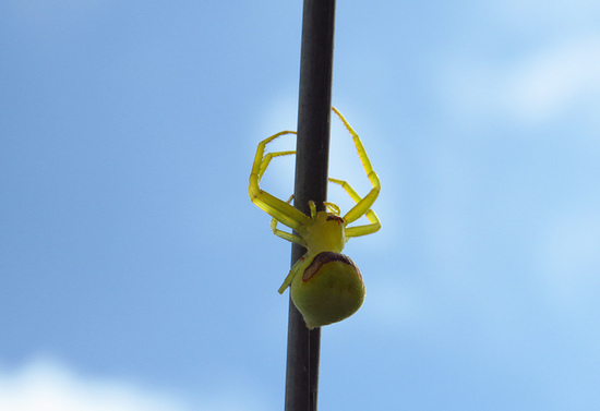 Crab spiders