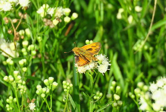 Saltarina amarilla
